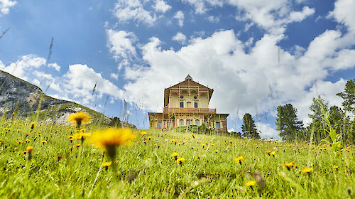 Grüne Wiese mit Löwenzahn vor blauem Himmel mit einzelnen Wolken, im Hintergrund ein Gebäude.